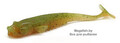 Crazy-Fish-Nano-Minnow-501SL