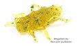 FishUp-Dragonfly-036