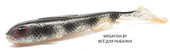 Goby-Shad-23