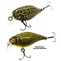 Akara-Babbler-40F-A199