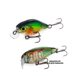 Akara-Babbler-40F-A45