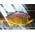 Воблер Jackall Doozer 85S 26.0гр hl Golden Tilapia 2