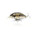 Воблер Pontoon21 Gem 40F-SR (2,5гр, 4см, 0,4-0,7м) floating 504