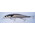Воблер DUO Realis Jerkbait 120SP (12см, 18гр, 1.5-2.0м) suspending SW DST0804...