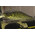 Воблер Megabass Deep-X 100 (9,6гр, 5,8см, 2,5-3,5м) floating GG Bass 2