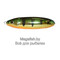 Rapala-Minnow-Spoon-FLP